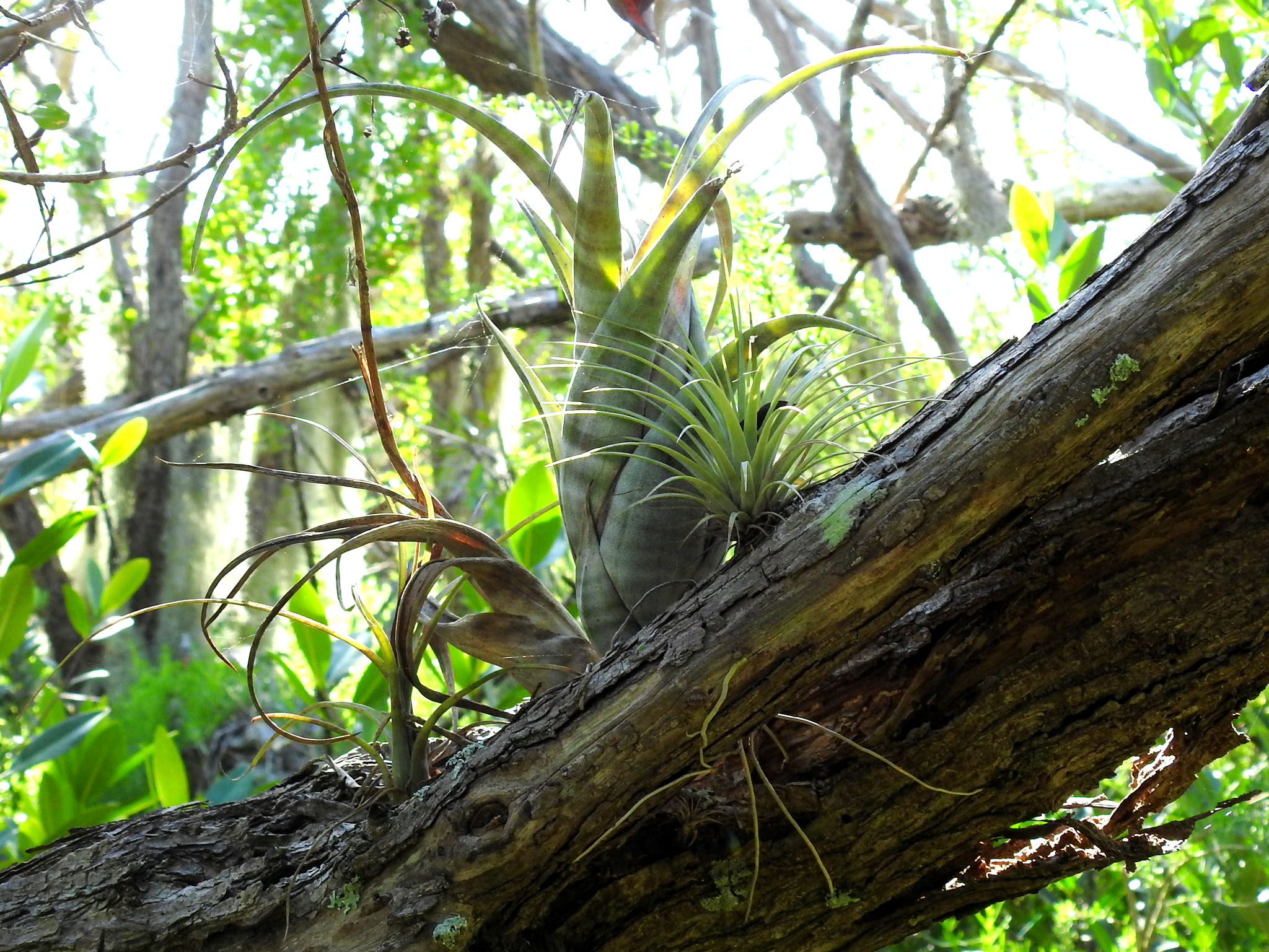 Tillandsia flexuosa